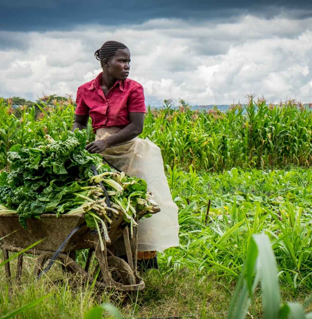 Empowering Smallholder Farmers with AgroLink